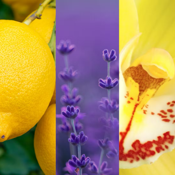 Lemon Lavender Yankee Candle 2D Scented Hanging Air Freshener