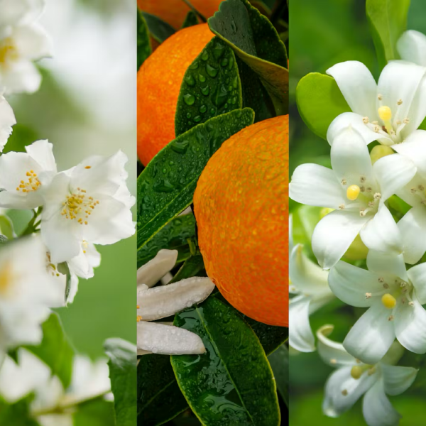 Midnight Jasmine Yankee Candle ScentPlug Refills (Pack Of 2)