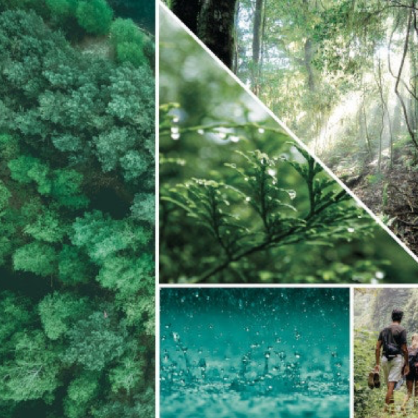 Bayside Cedar Yankee Candle ScentPlug Refills (Pack Of 2)