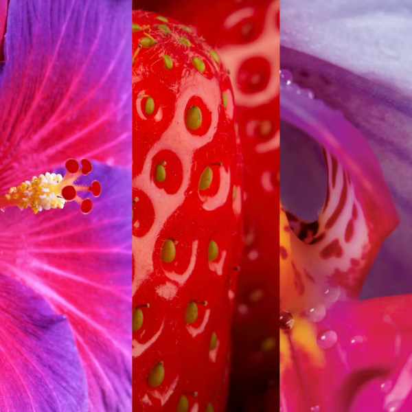 Wild Orchid Yankee Candle ScentPlug Refills (Pack Of 2)