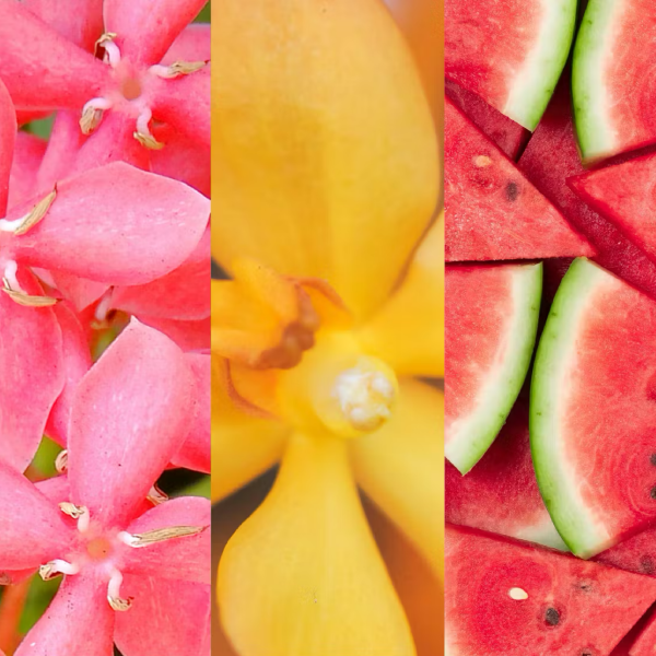 Pink Sands Yankee Candle ScentPlug Starter Kit (Plug & Refill)