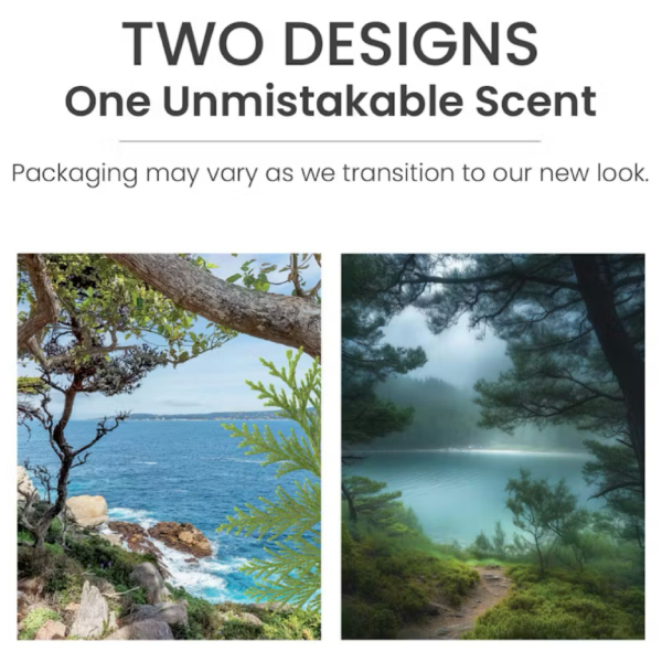 Bayside Cedar Yankee Candle ScentPlug Refills (Pack Of 2)